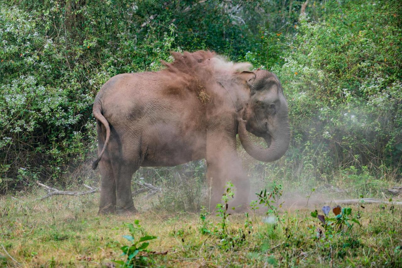 Kaav Safari Lodge, Kabini Begūr 외부 사진